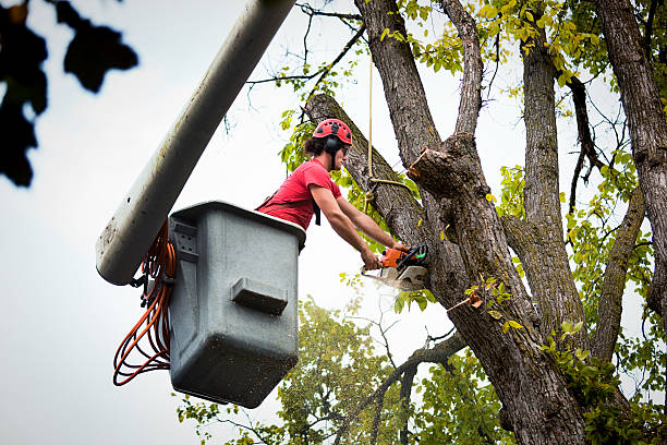  East San Gabriel, CA Tree Service Pros